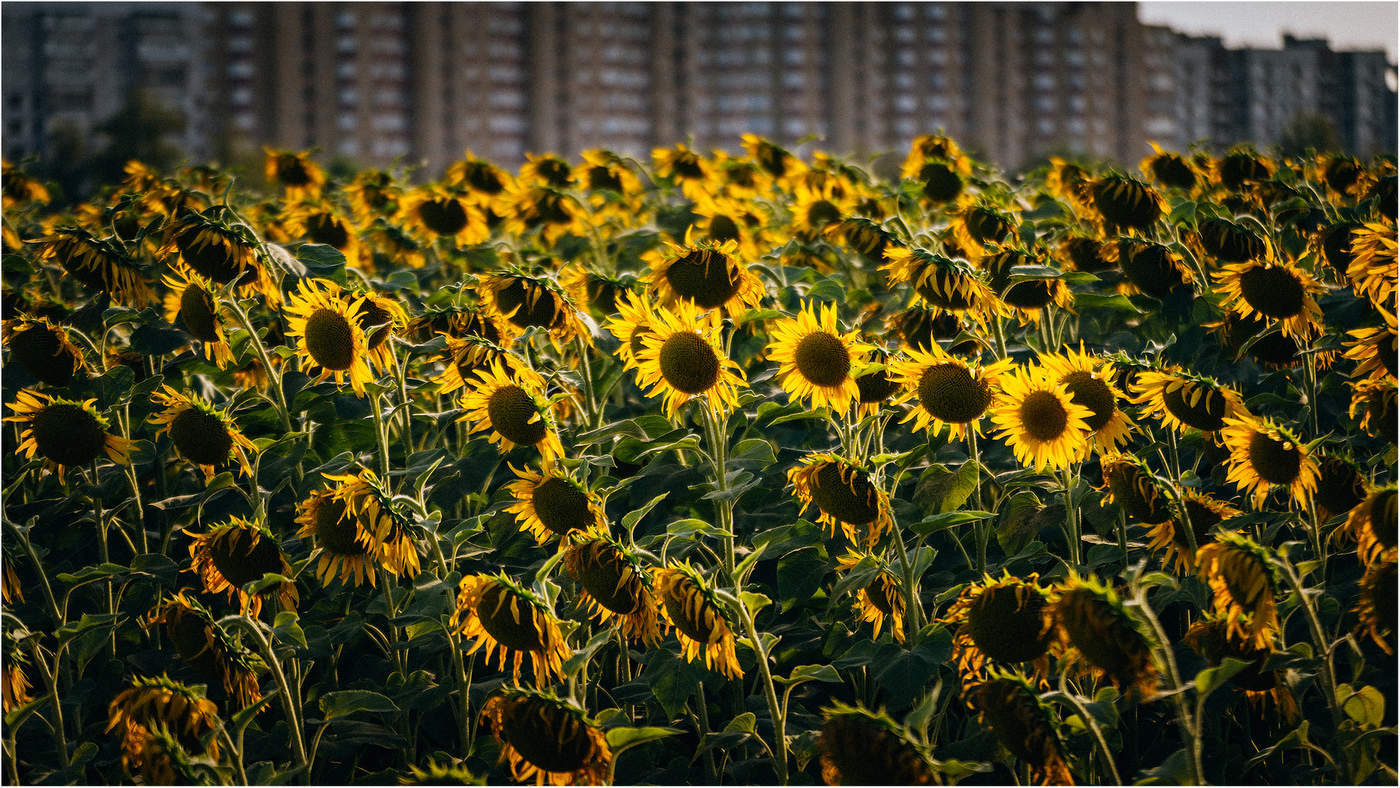 За околицей