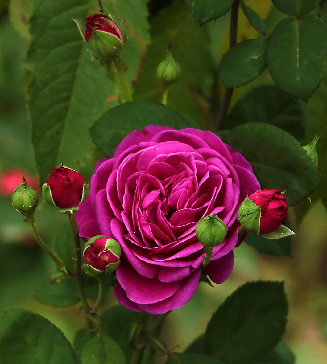 Августовская роза