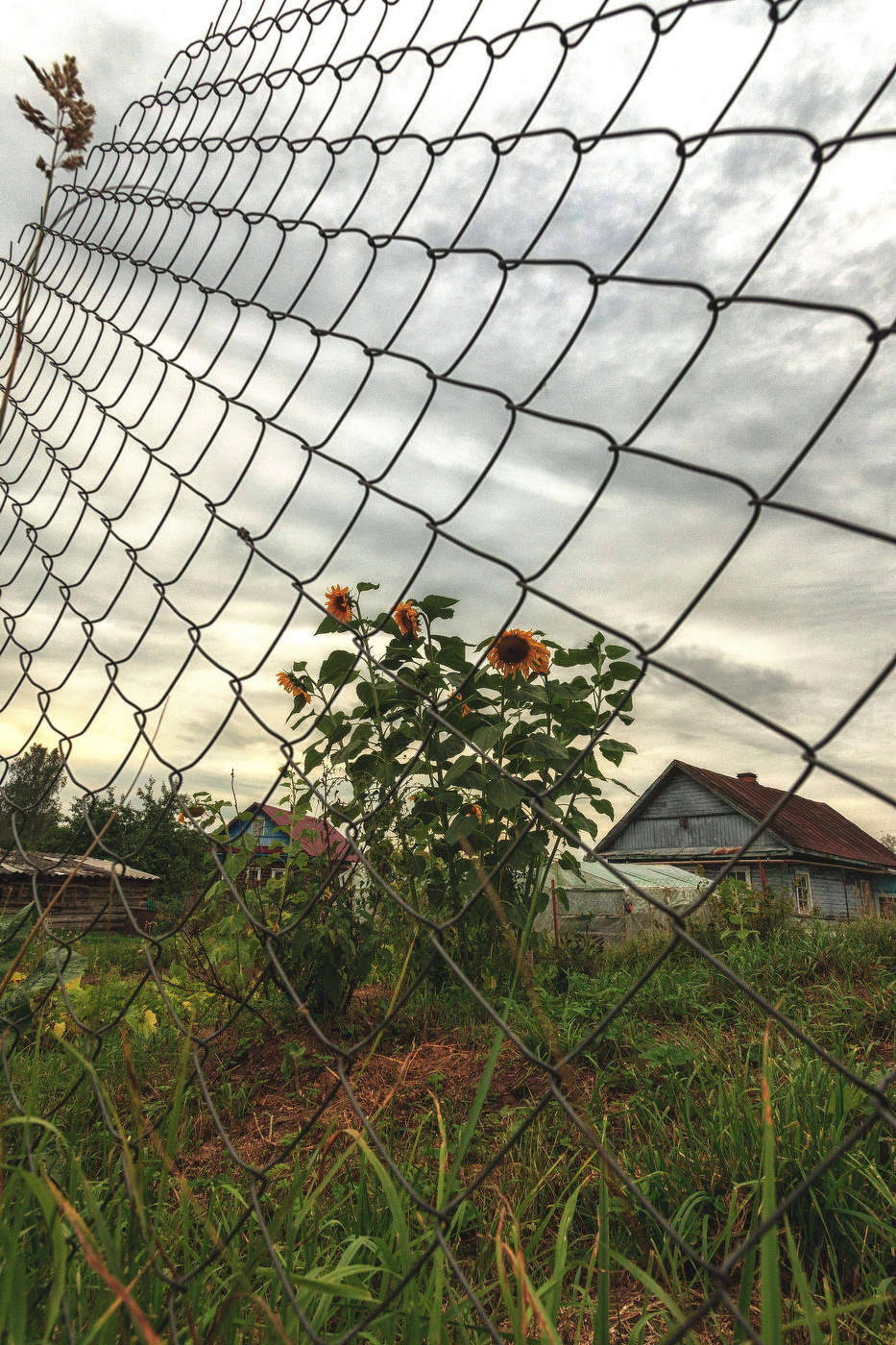 Жизнь вокруг