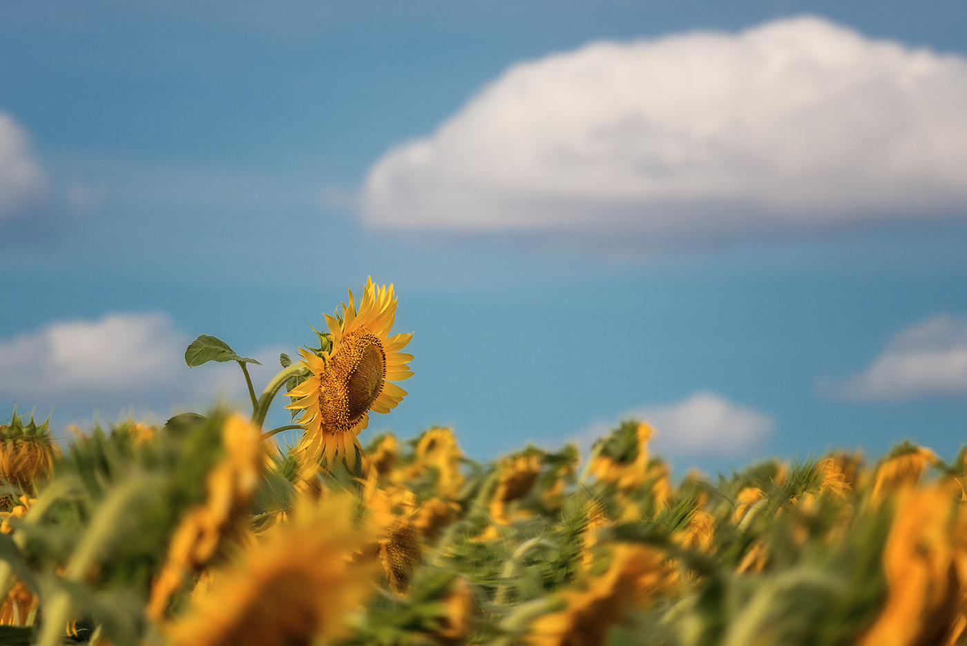 Подсолнух...