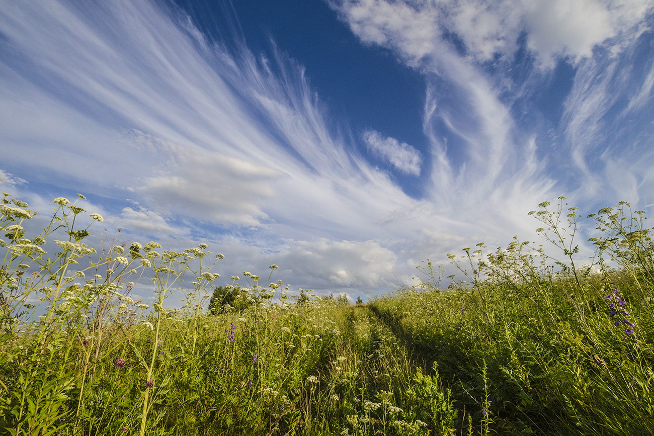 Лето в полях