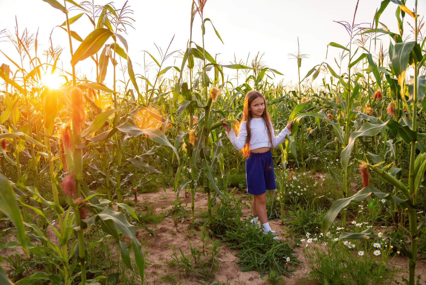 Закат в кукурузном поле