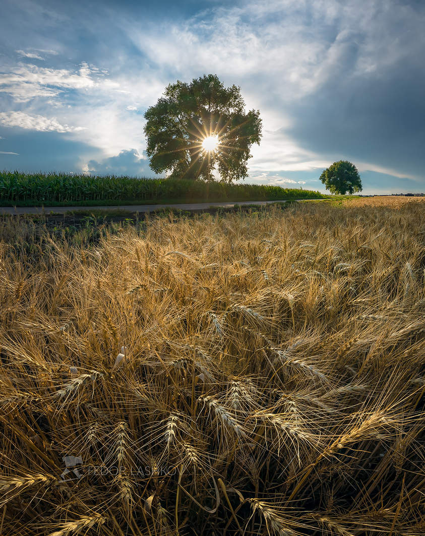 Поймать свет