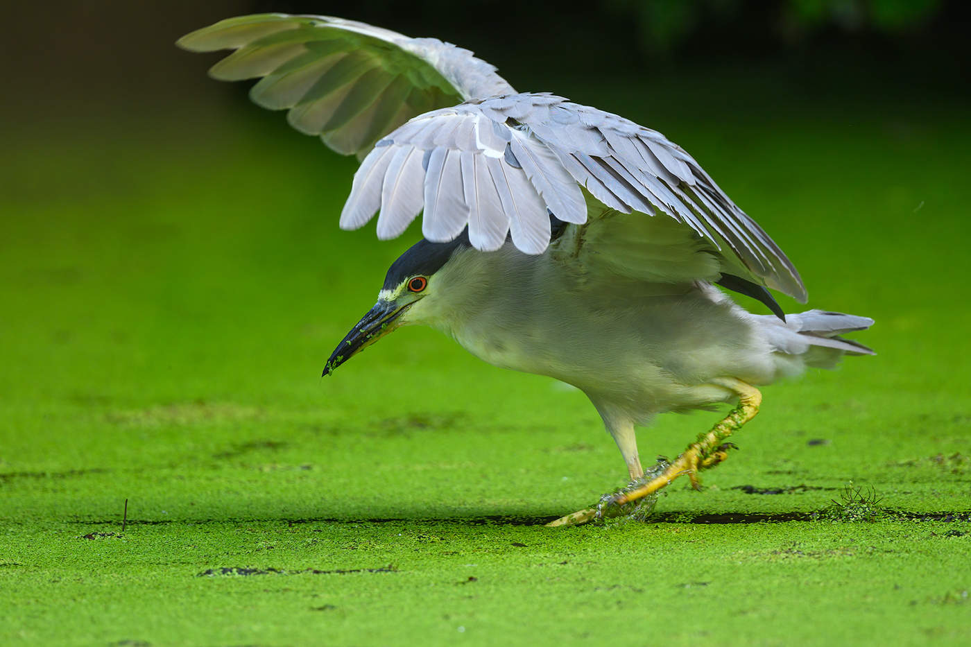 Black-crowned night heron
