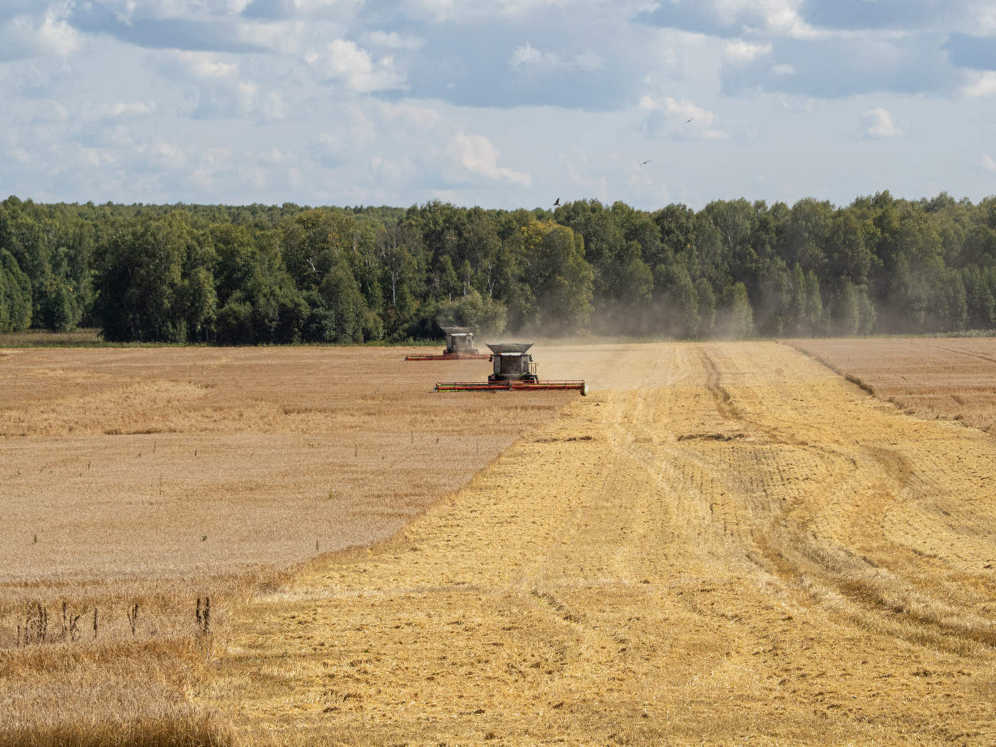 Золото сибири