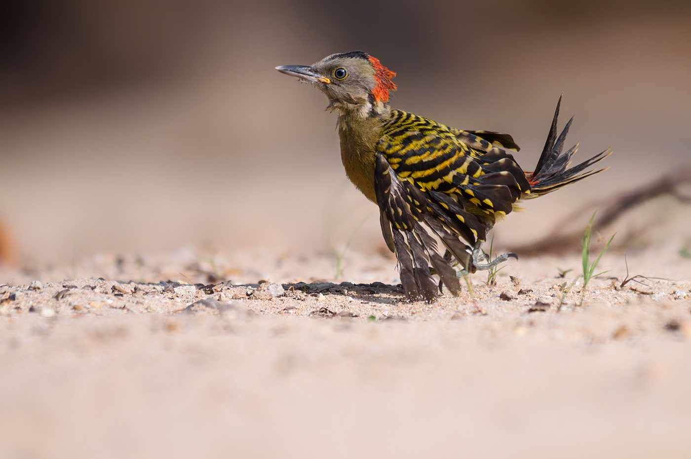 Hispaniolan Woodpecker (juvenile)