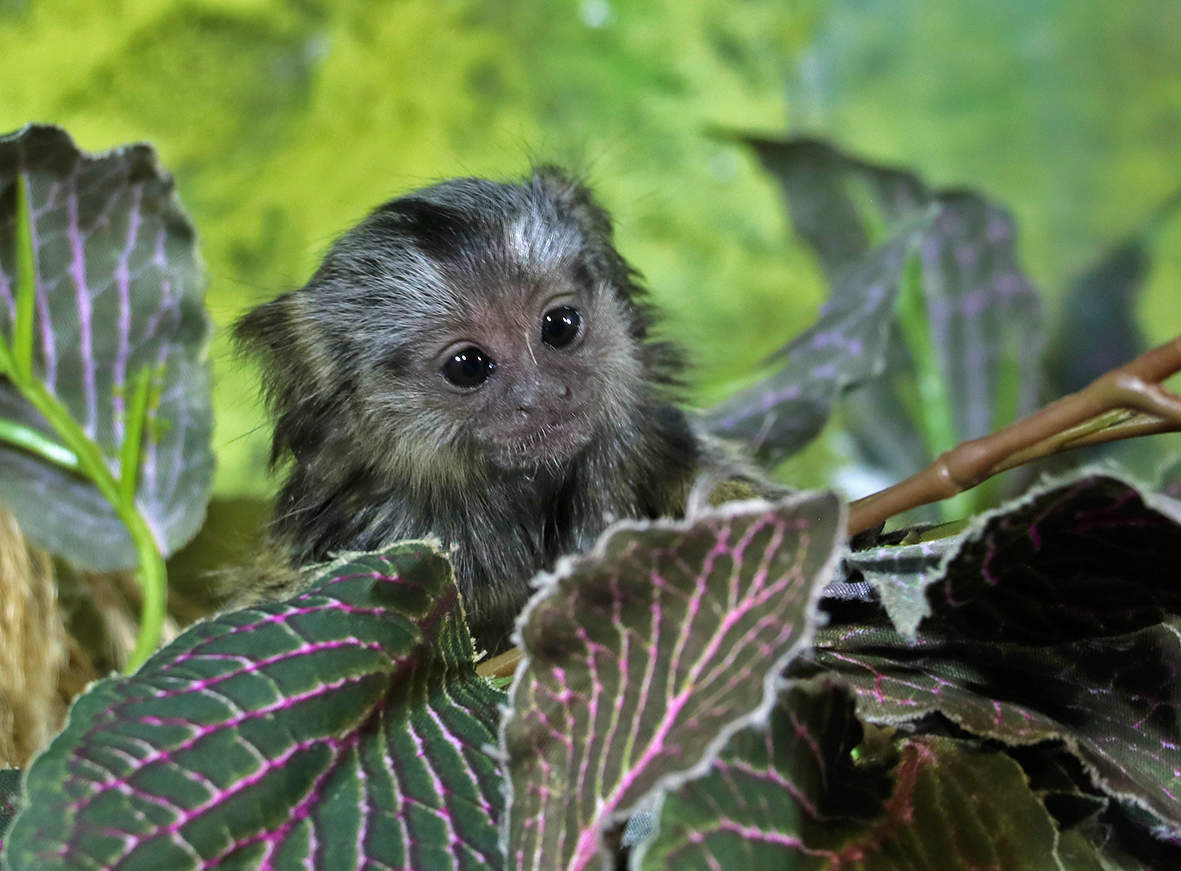 Взгрустнулось...