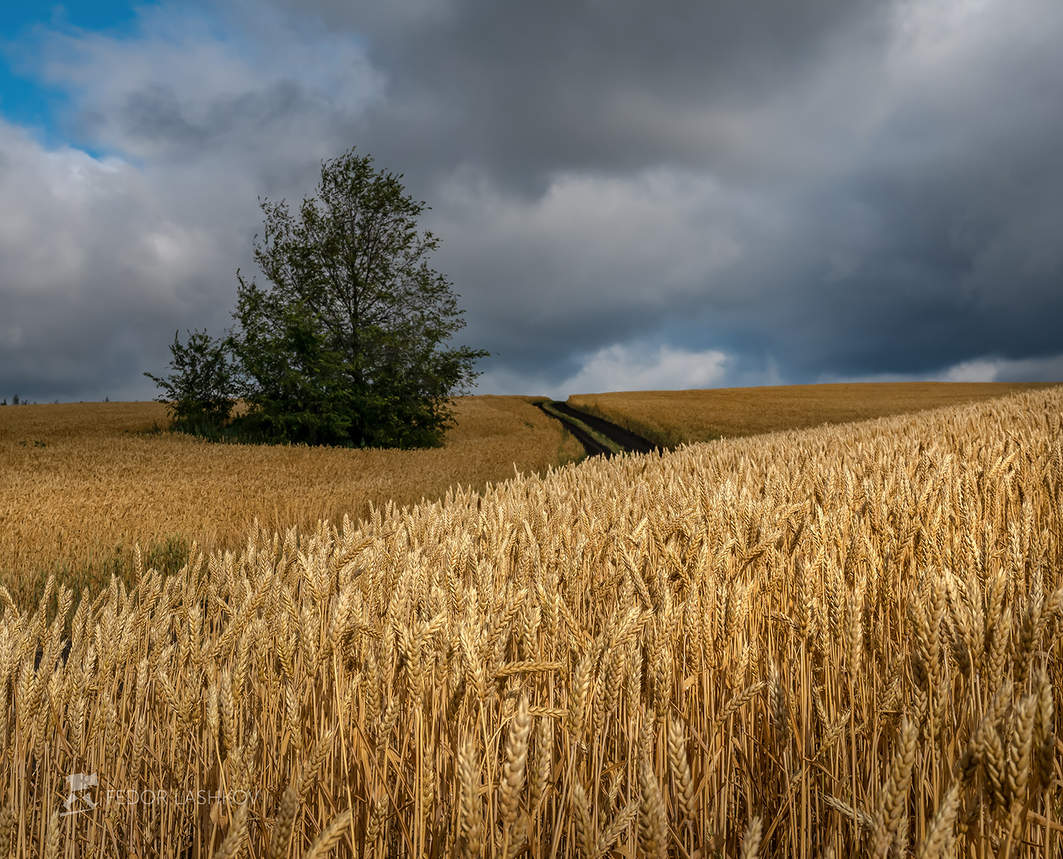 В поле каждый колосок ….