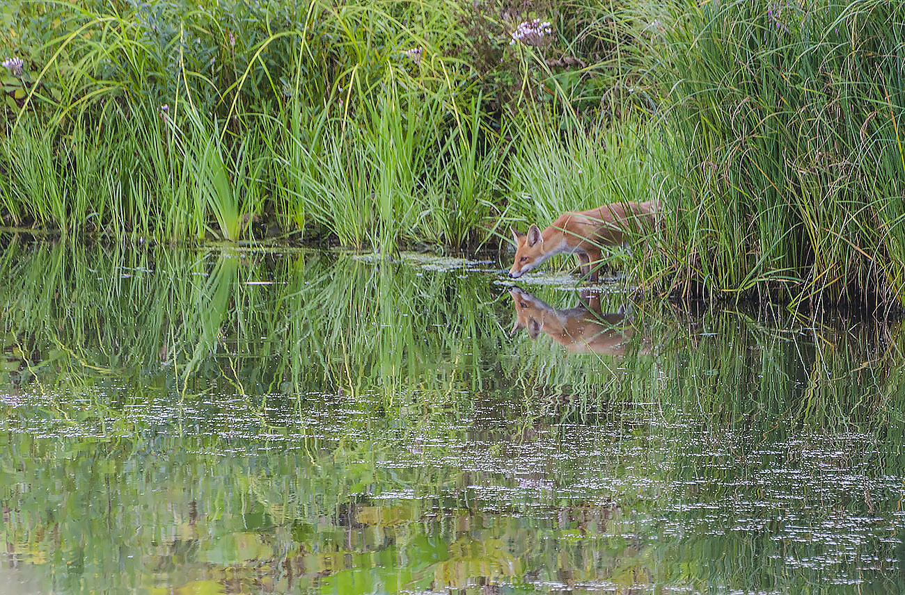 Лисёнок и тот, кто сидит в пруду