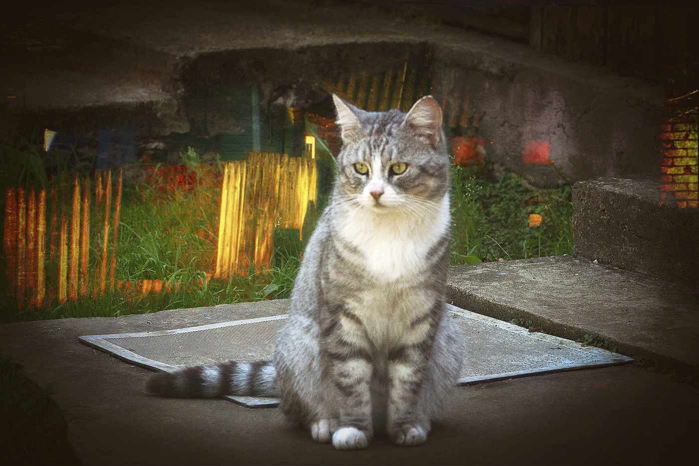 Каприччио № 5. Те же и кот Тимка.