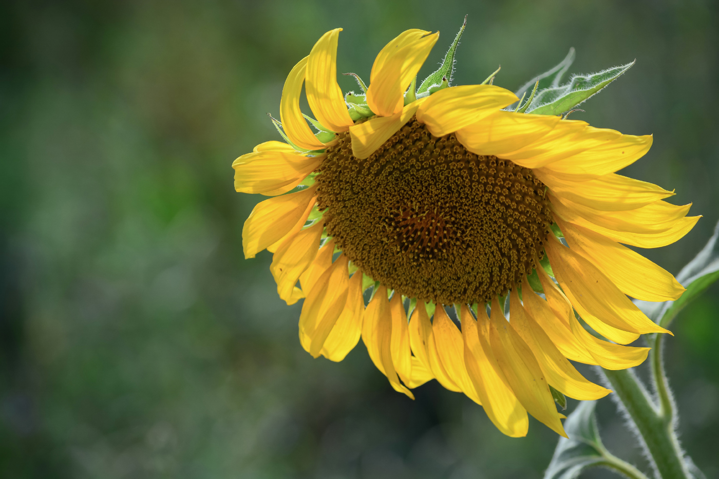 В подсолнухах - отблески лета...
