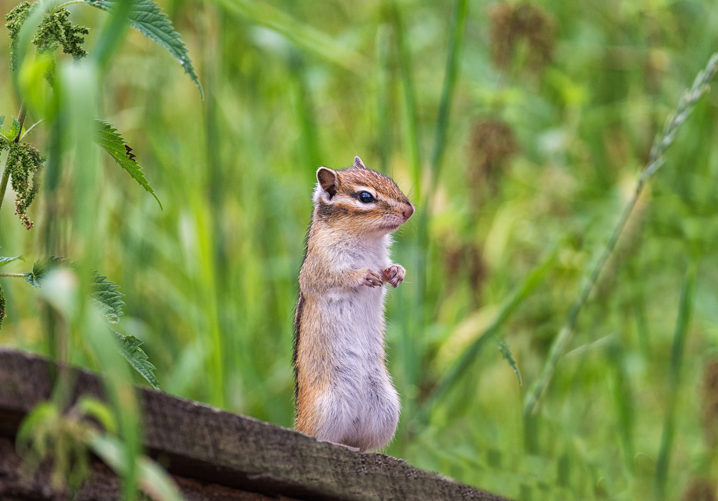 бурундучок..