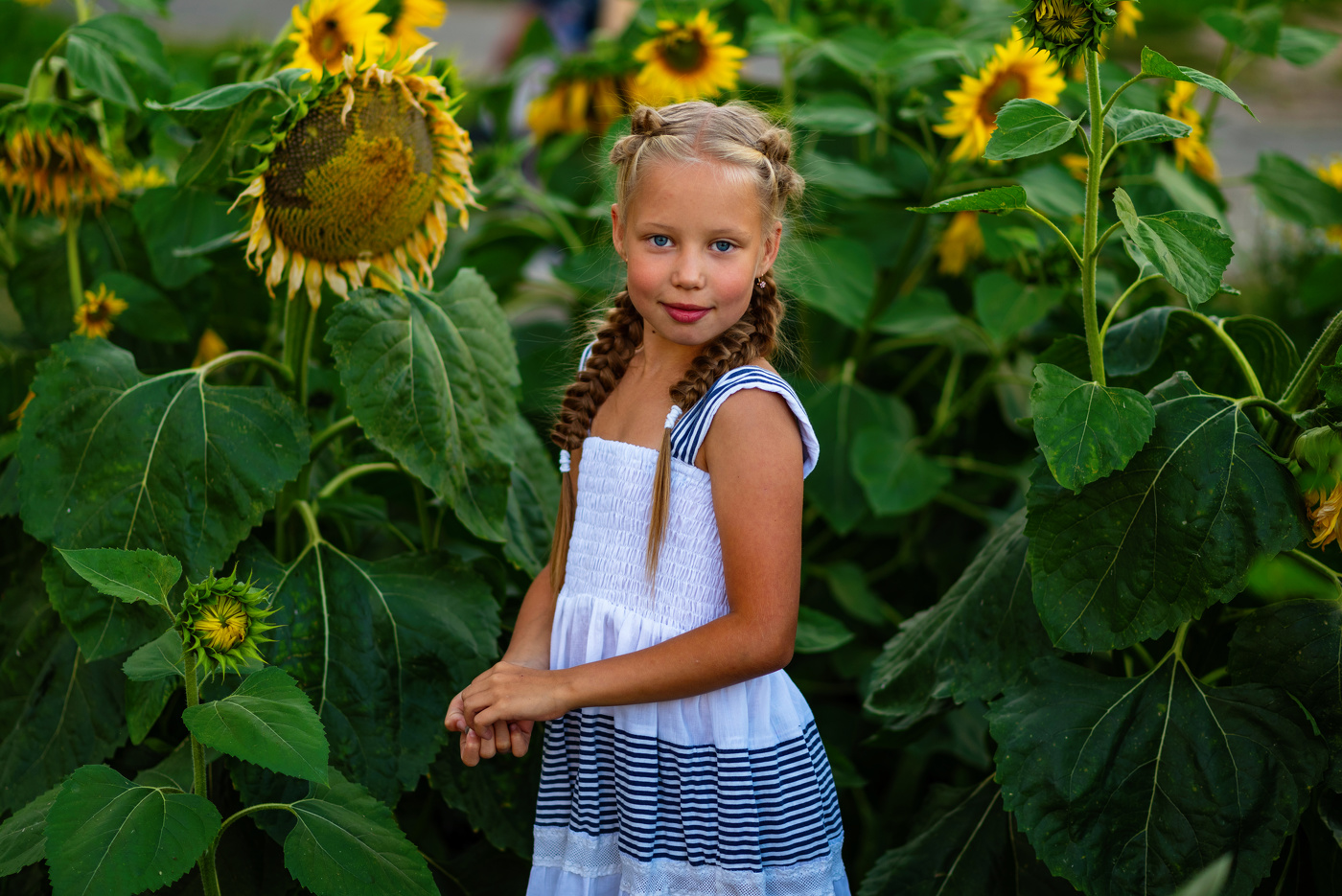 Подсолнухи