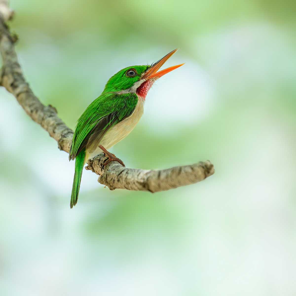 Broad-billed Tody