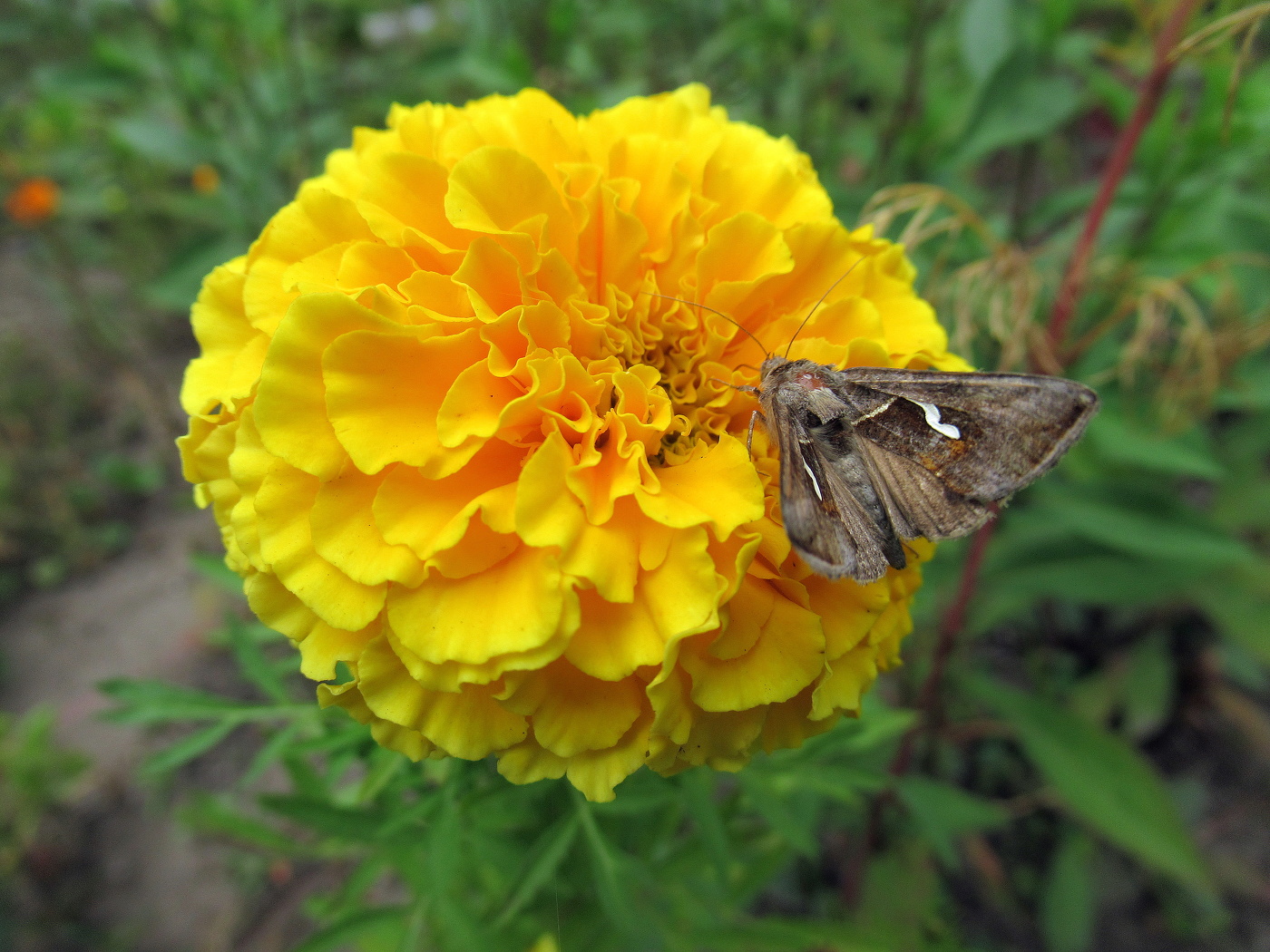 Цветок и мотылёк