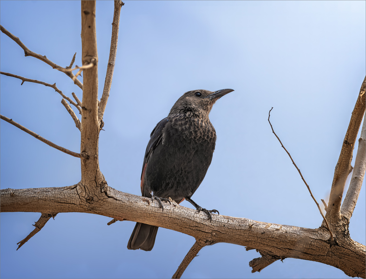 Тристрамов длиннохвостый скворец (самочка)