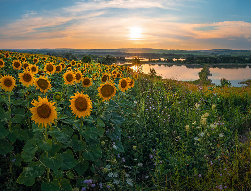 Подсолнухи