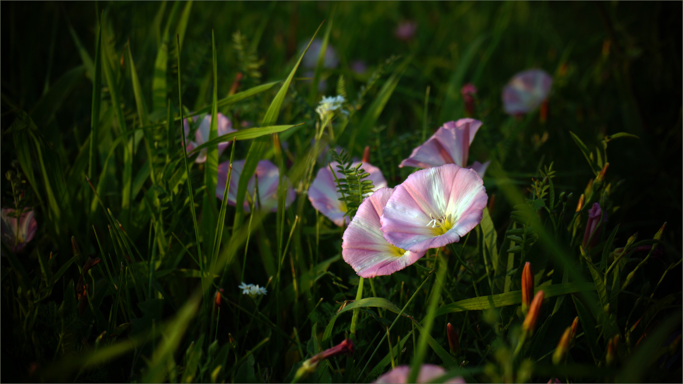 Вьюны, вьюнки, вьюночки...