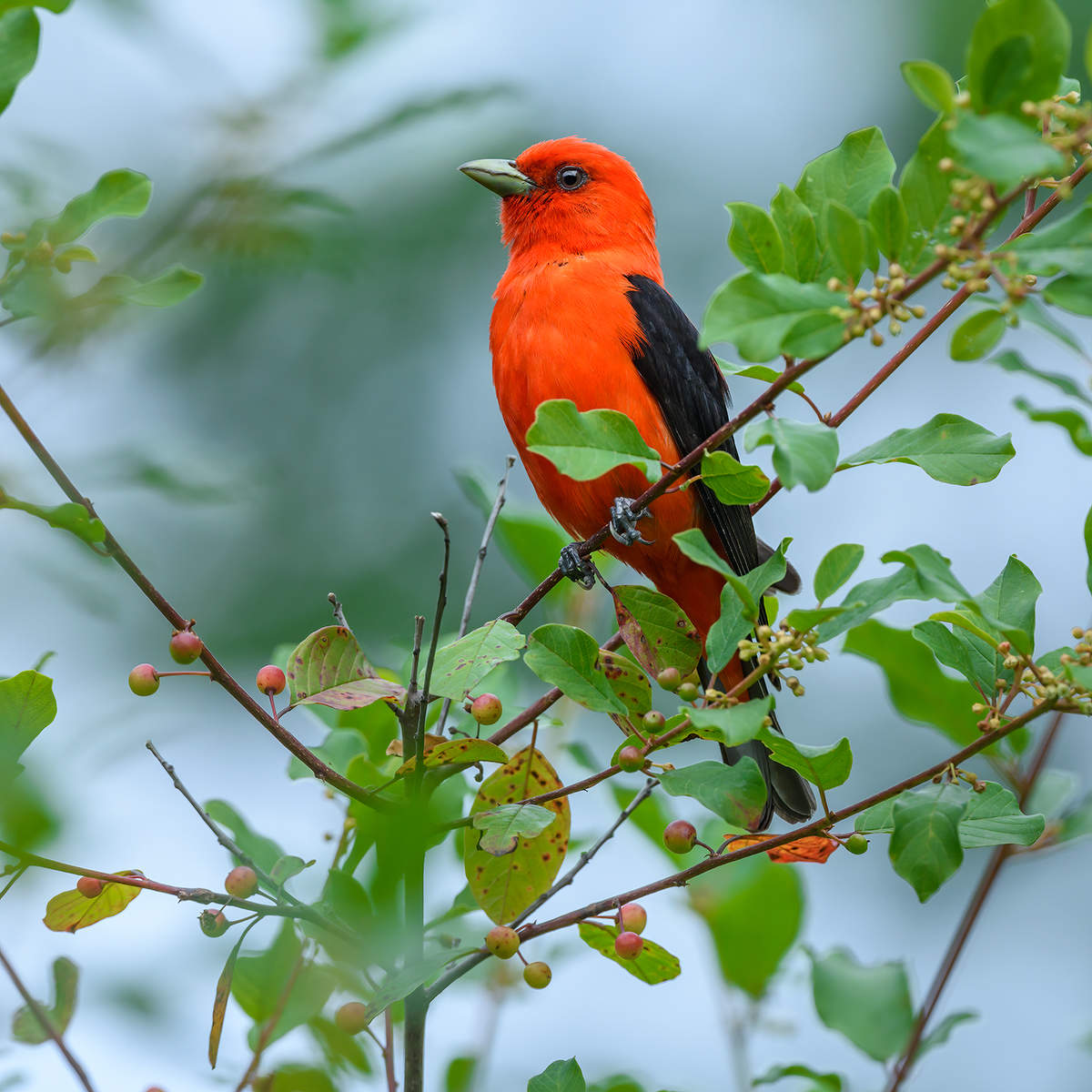 Scarlet tanager (male)