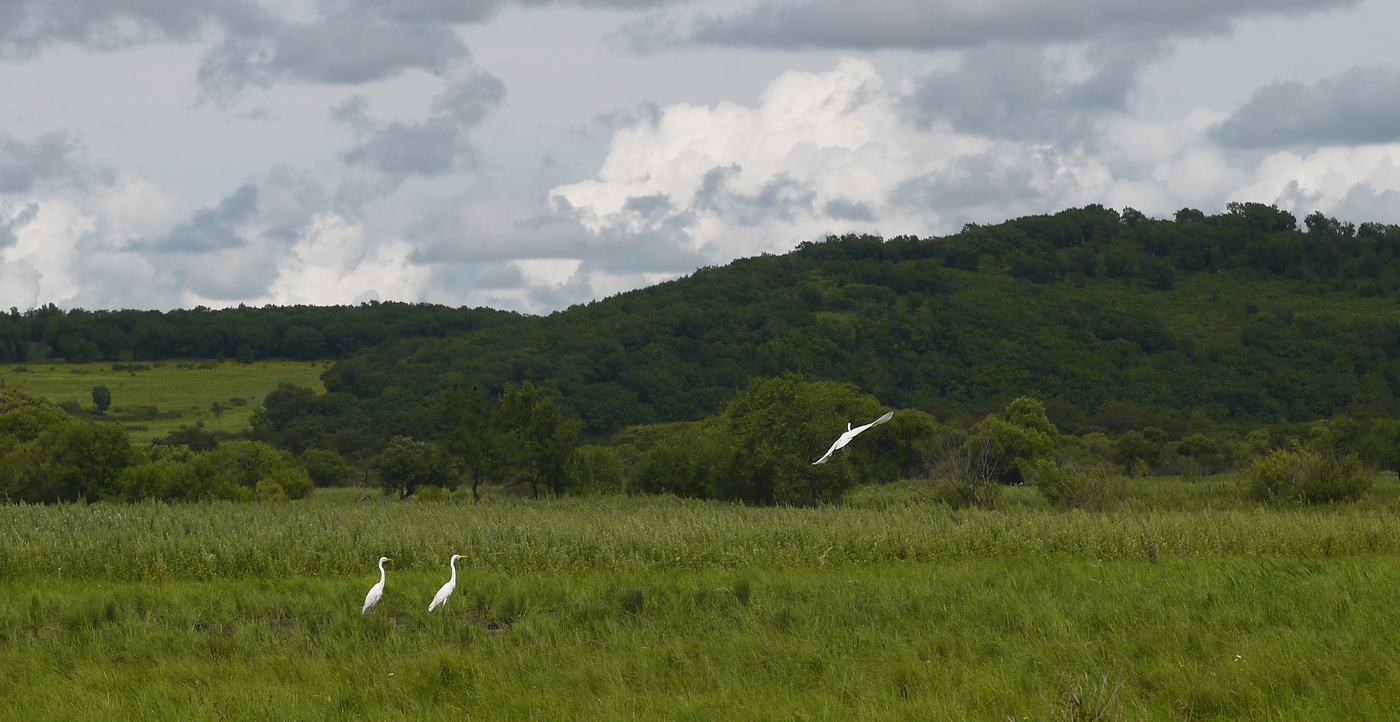 Три белых цапли.