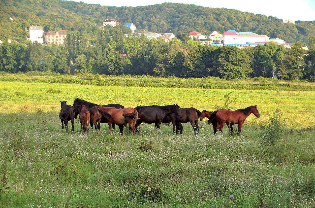 Табунок лошадей на выпасе