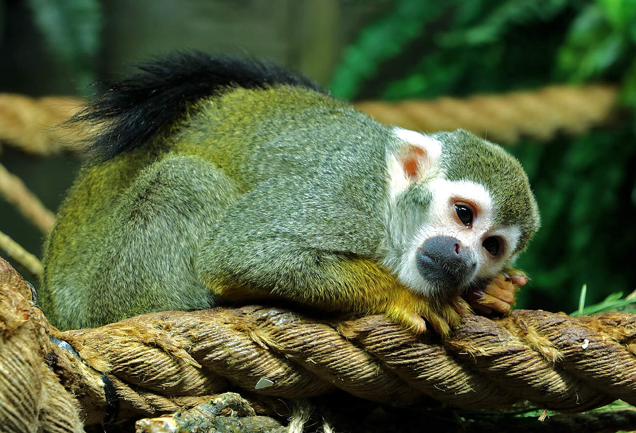 Баю-бай, поскорее засыпай...