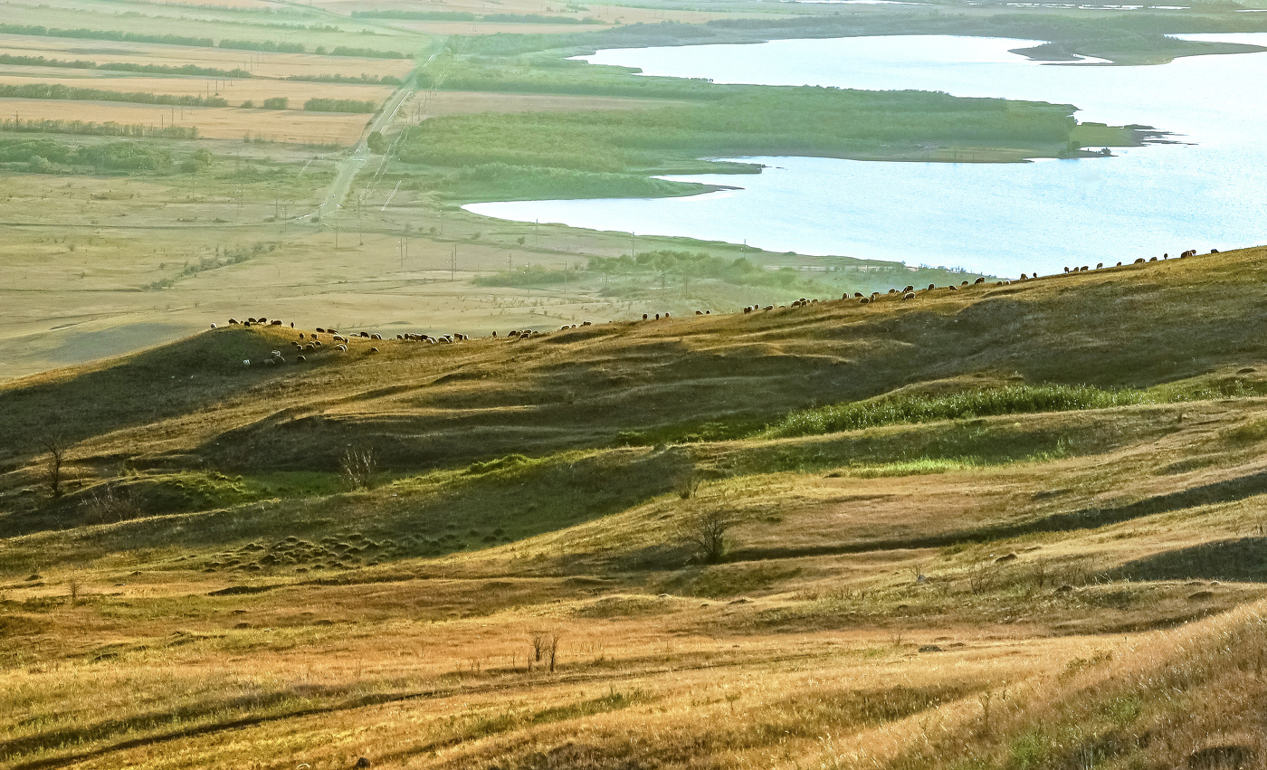 на пастбище