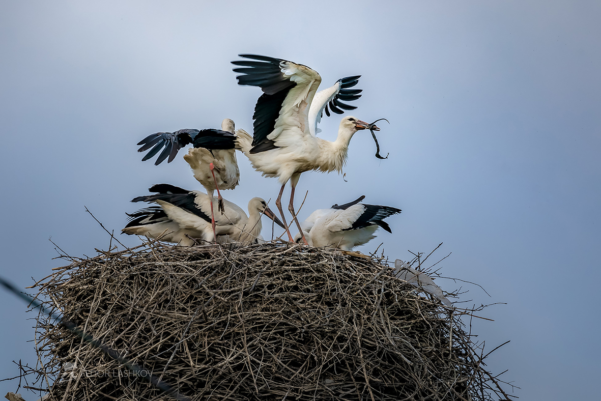 Птенцы аиста