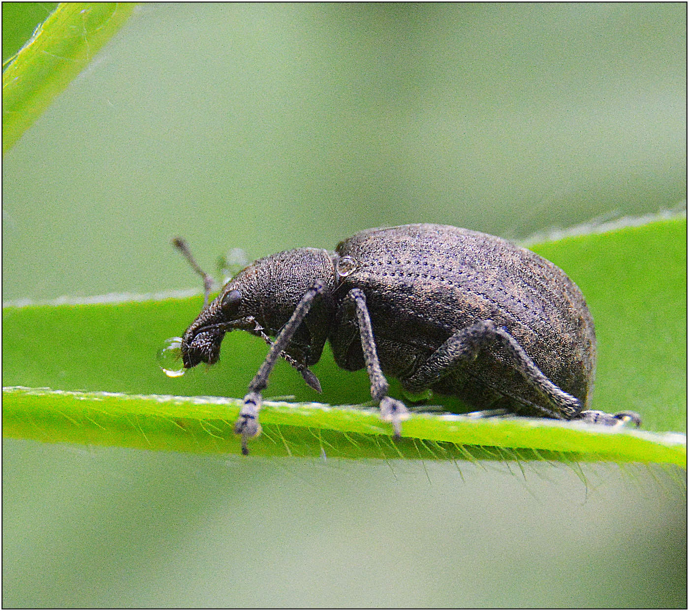 Был ночью дождь.