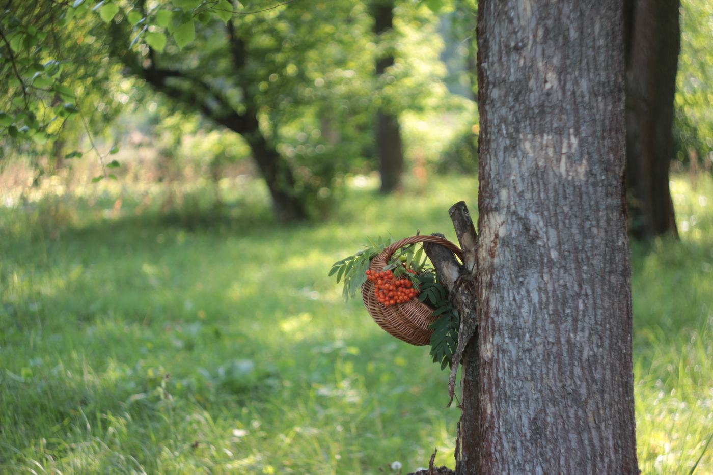 Рябиновый август