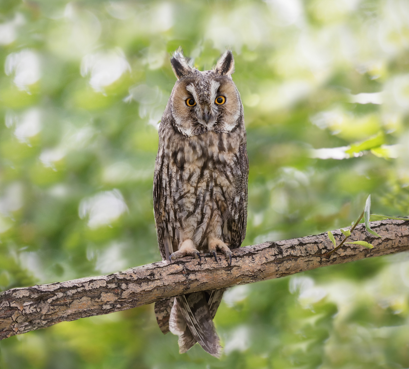 ушастая красавица..