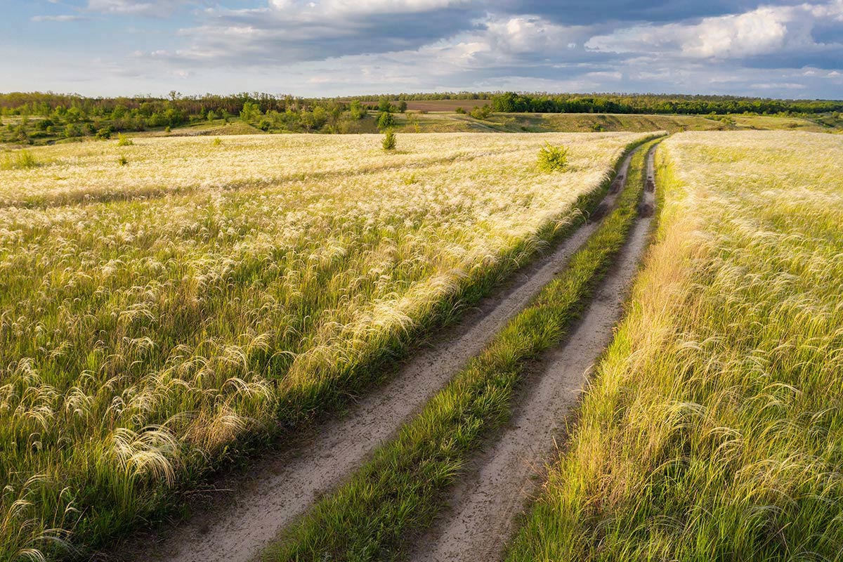 По дороге с ковылями