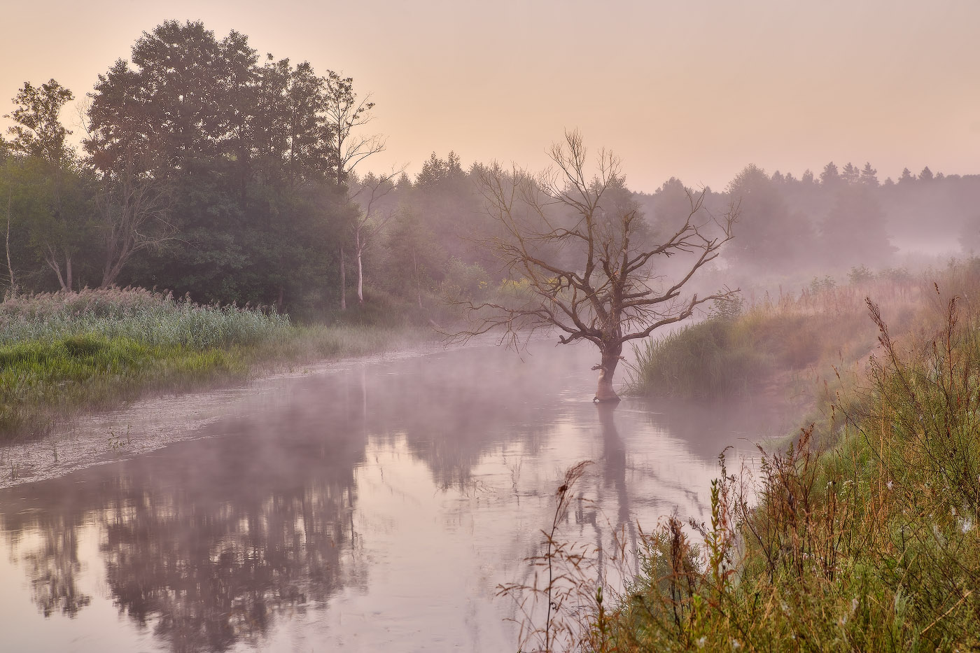 Старое дерево и Нёман