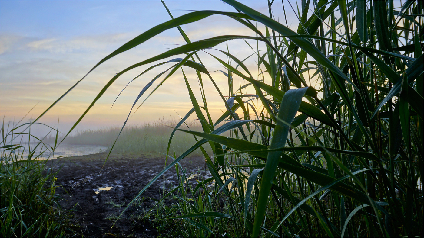 Утром у озера