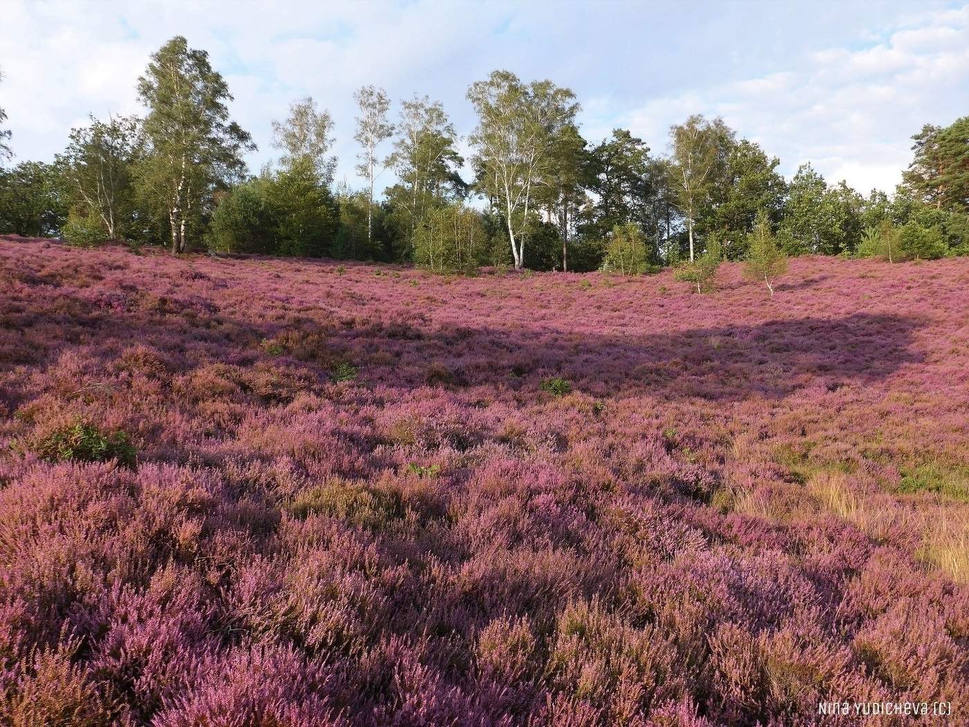 Fischbeker Heide Hamburg