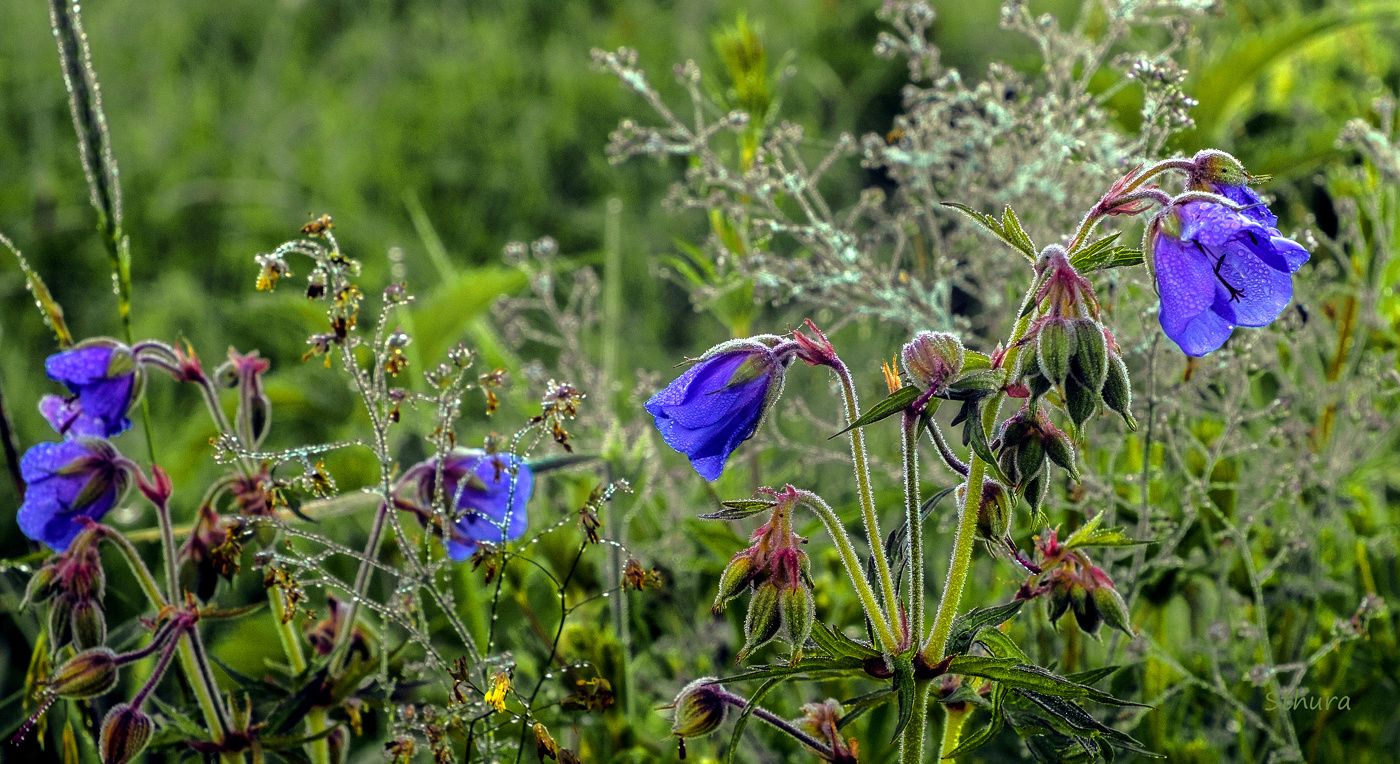 Цветы в лугу.