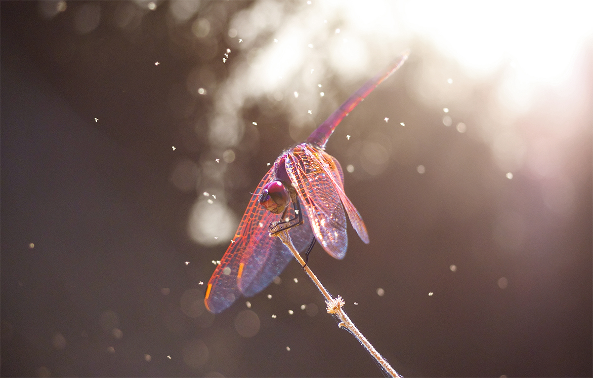 ..всё, лето пропела!)