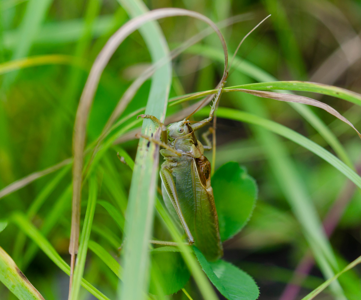 В траве сидел Кузнечик.