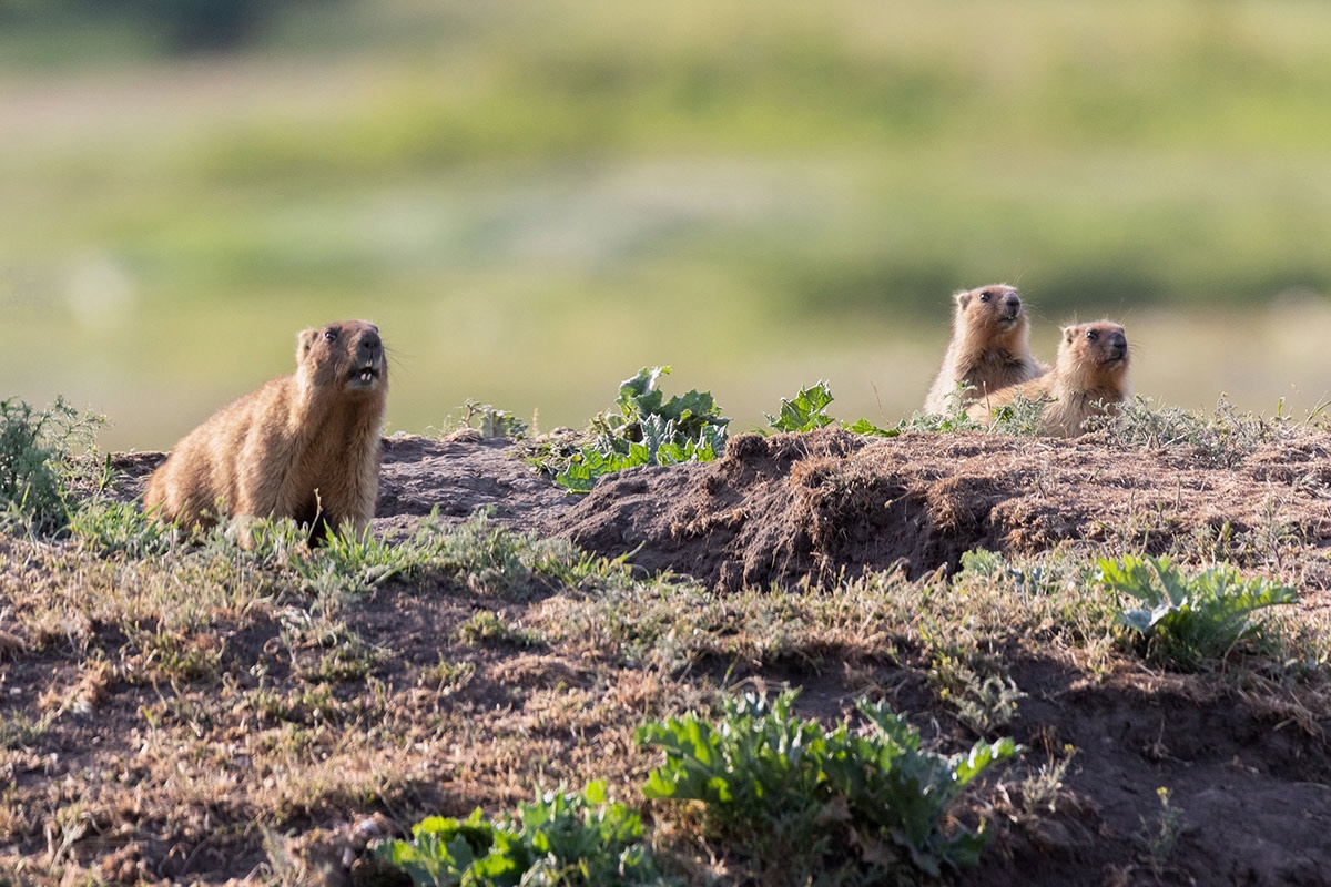 Любопытство - не порок