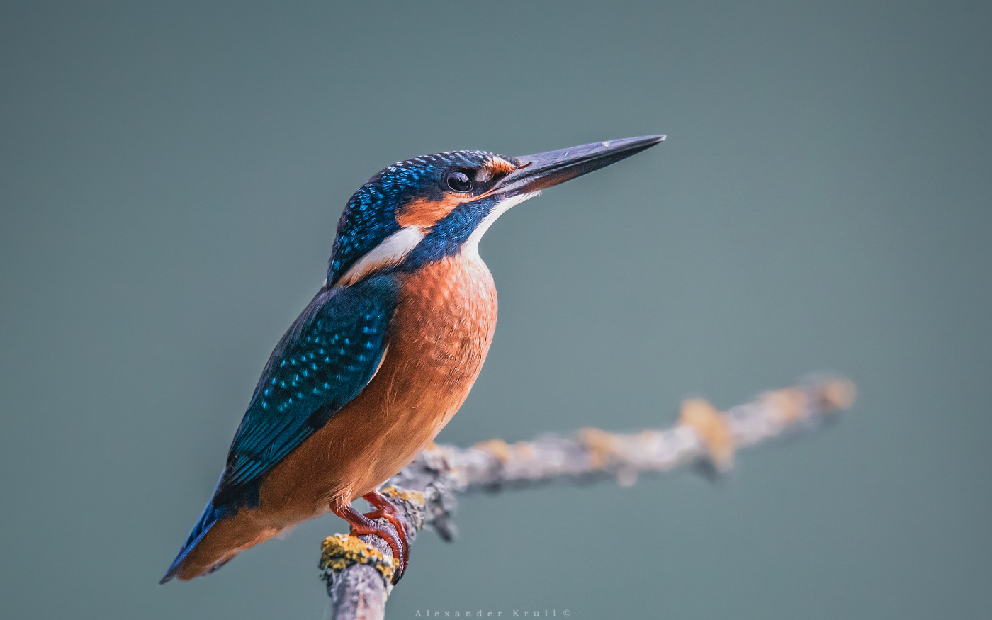 Утренняя мечтательность