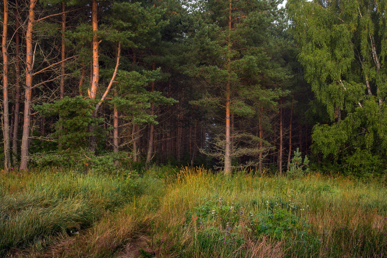 На опушке леса. Урочище Комары.