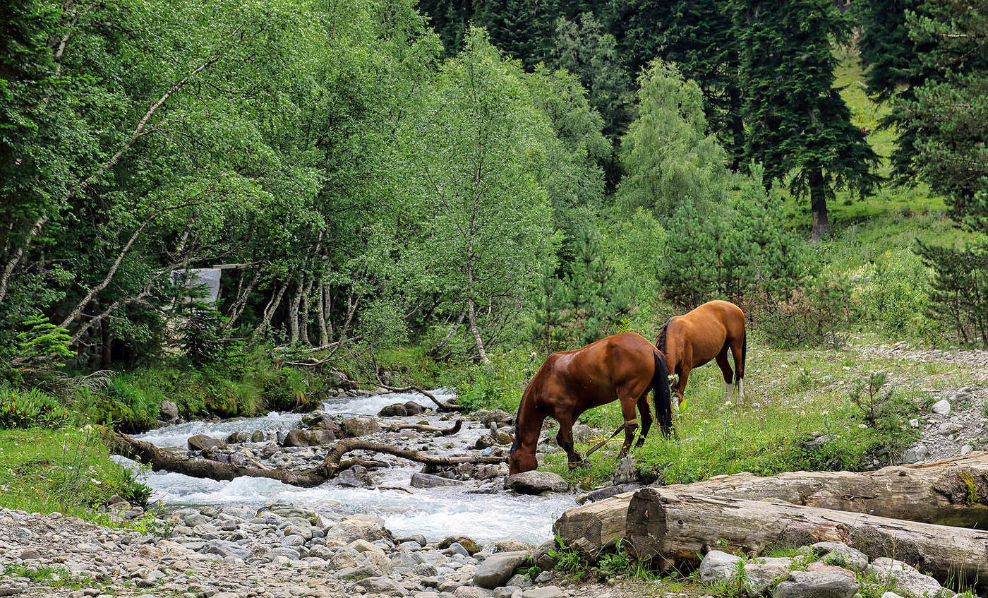 "Ходят кони, над рекою..."