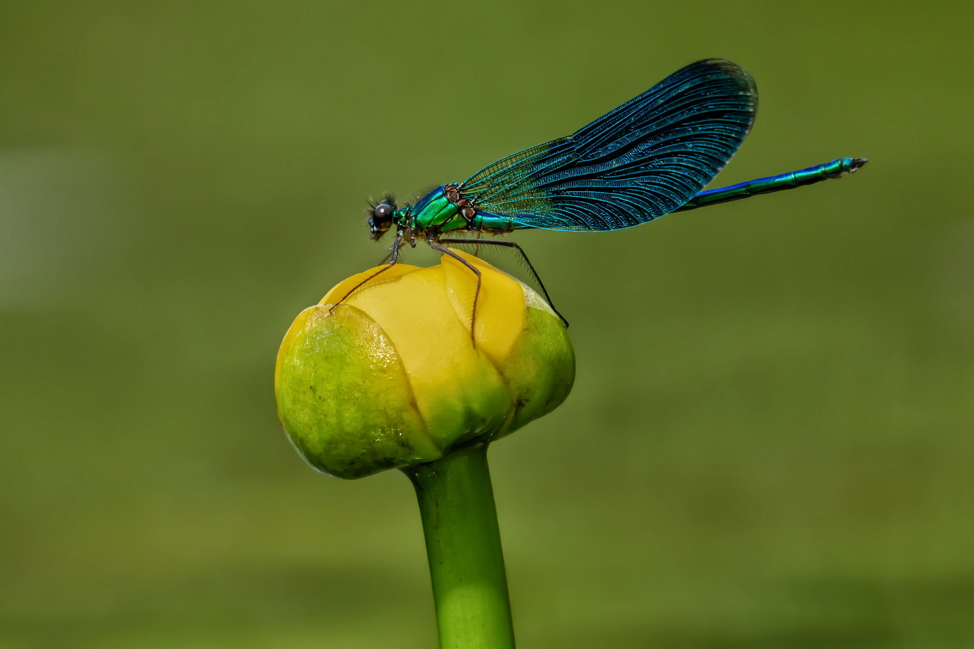 Красотка блестящая