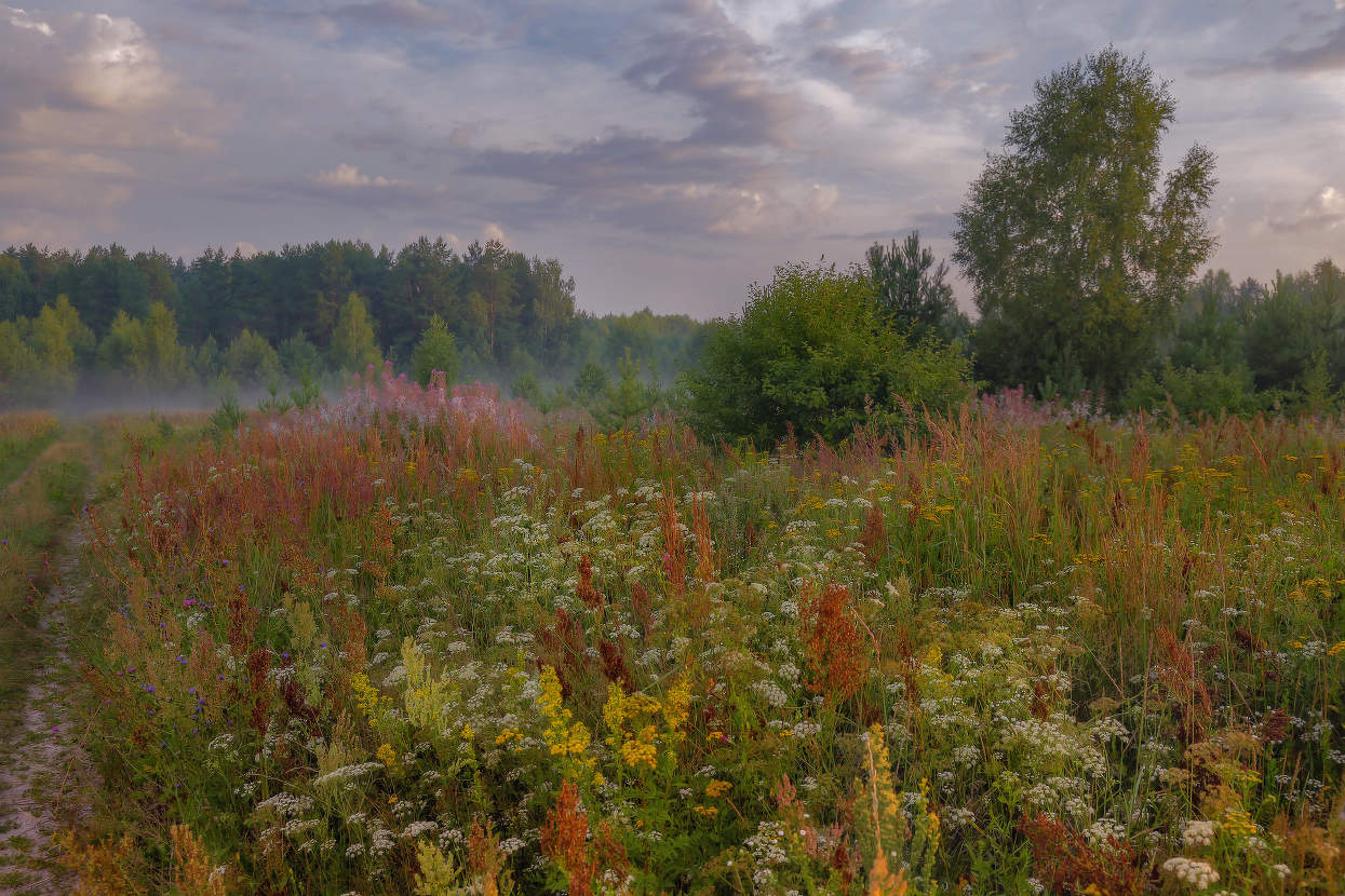 Перед рассветом