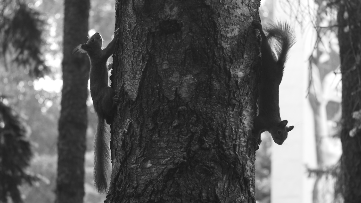 Как фотографировать белок?