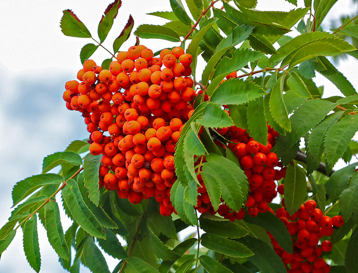 Рябина в конце августа