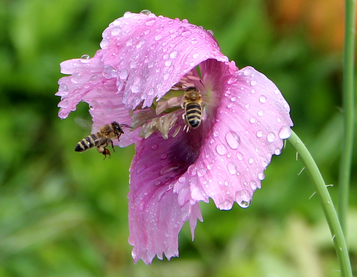 После дождя!