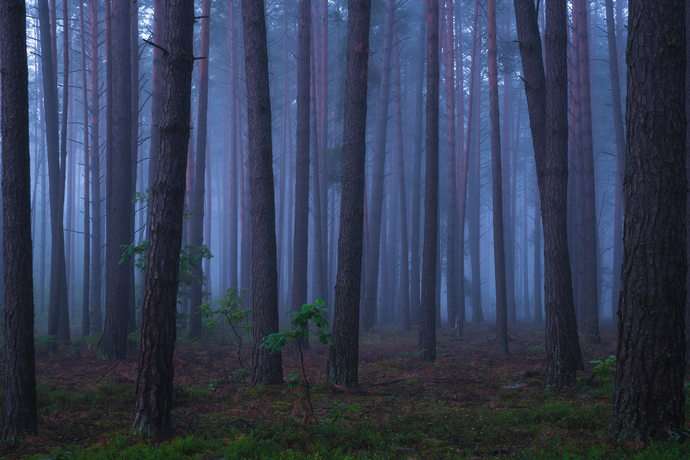 В рассветных тонах