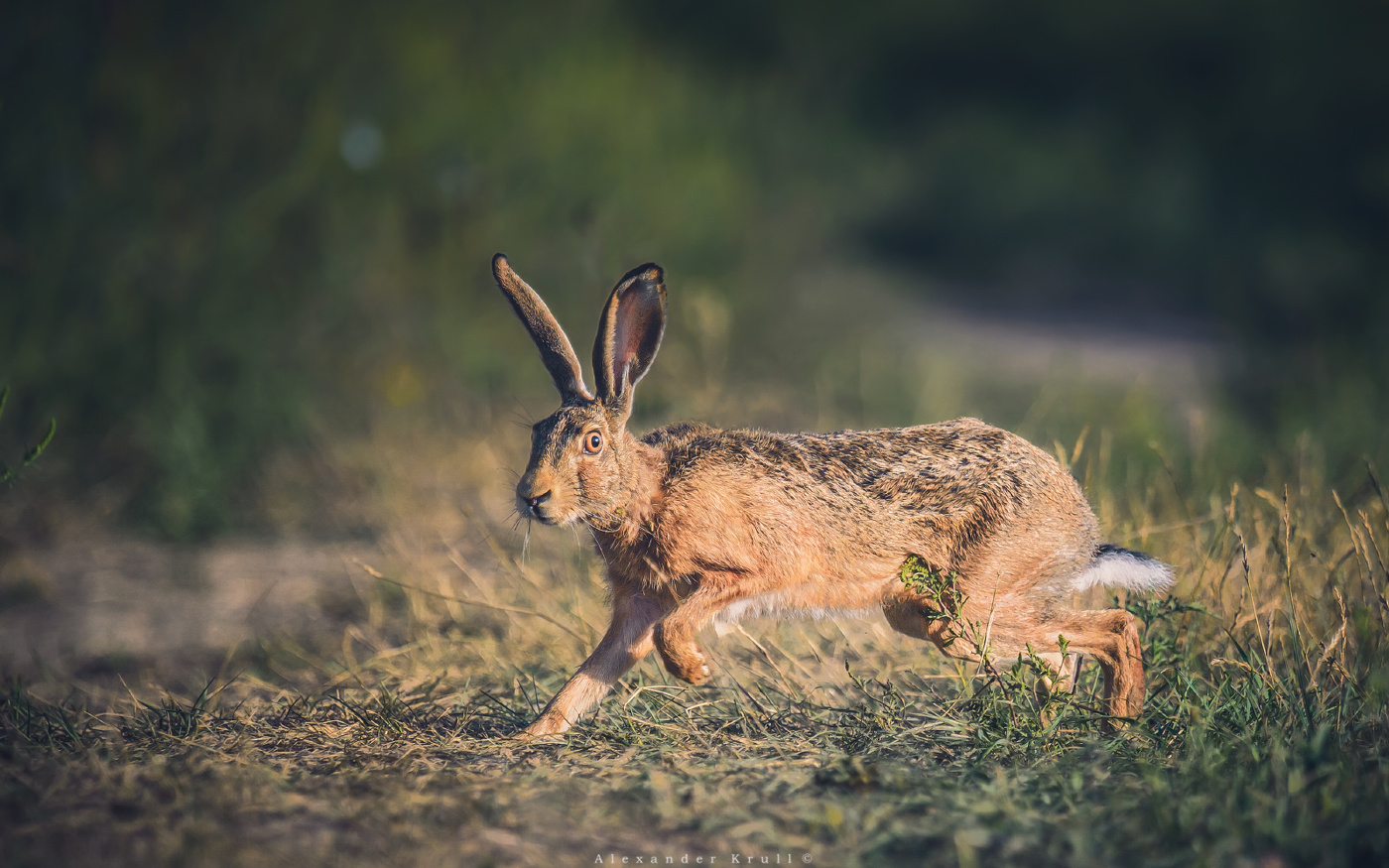 На тихих лапах