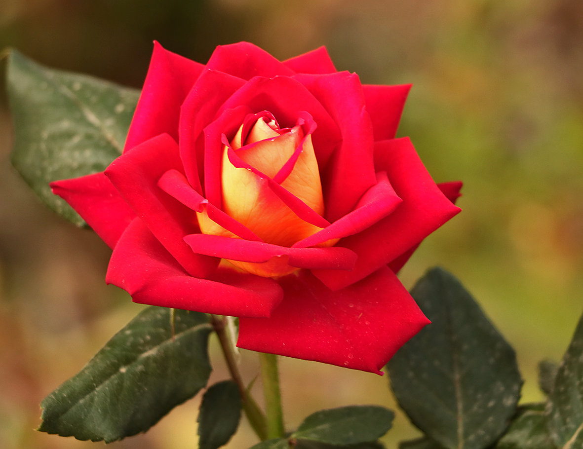 Августовкая